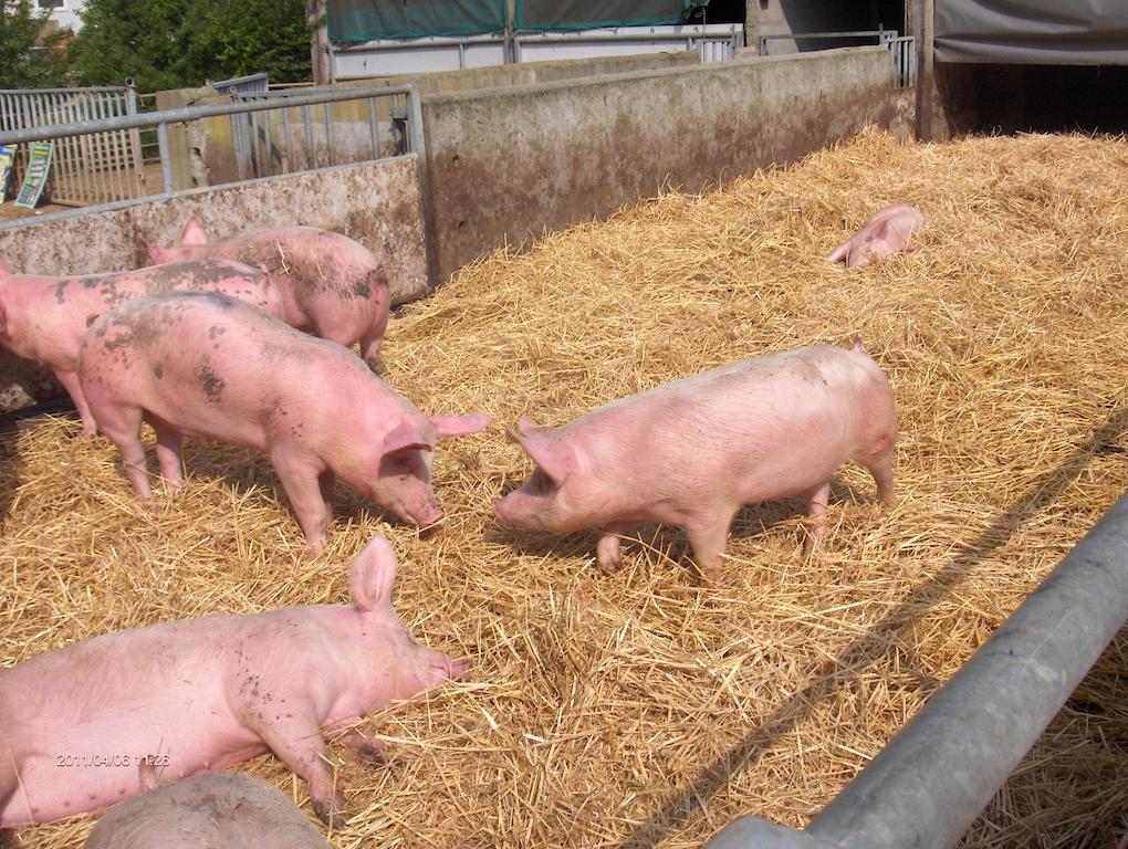 La Ferme Chauvet Bed and Breakfast Chantenay-Villedieu Εξωτερικό φωτογραφία